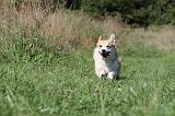 CORGI PEMBROKE 344